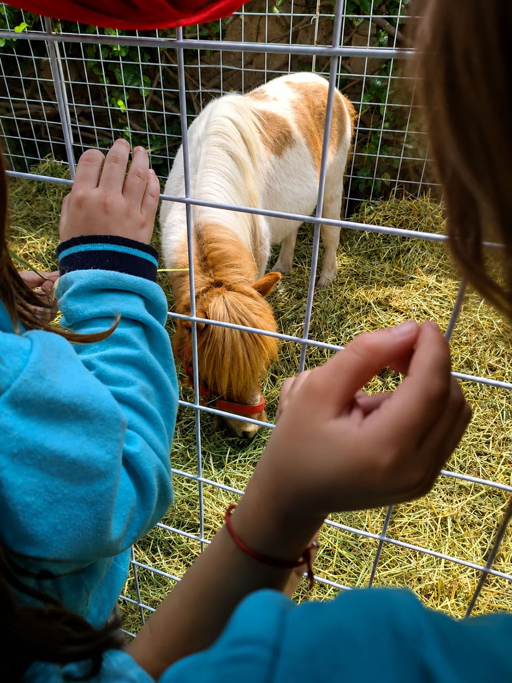 Un día en la granja... ¡en preescolar!